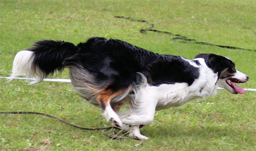 Dog Agility at the Dog Park
